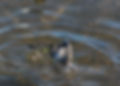 American Coot bottom up.jpg