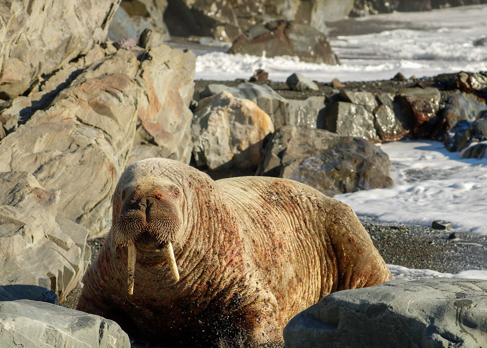 Walrus resting on the rocks on the shore at Middle Cove Beach, Newfoundland