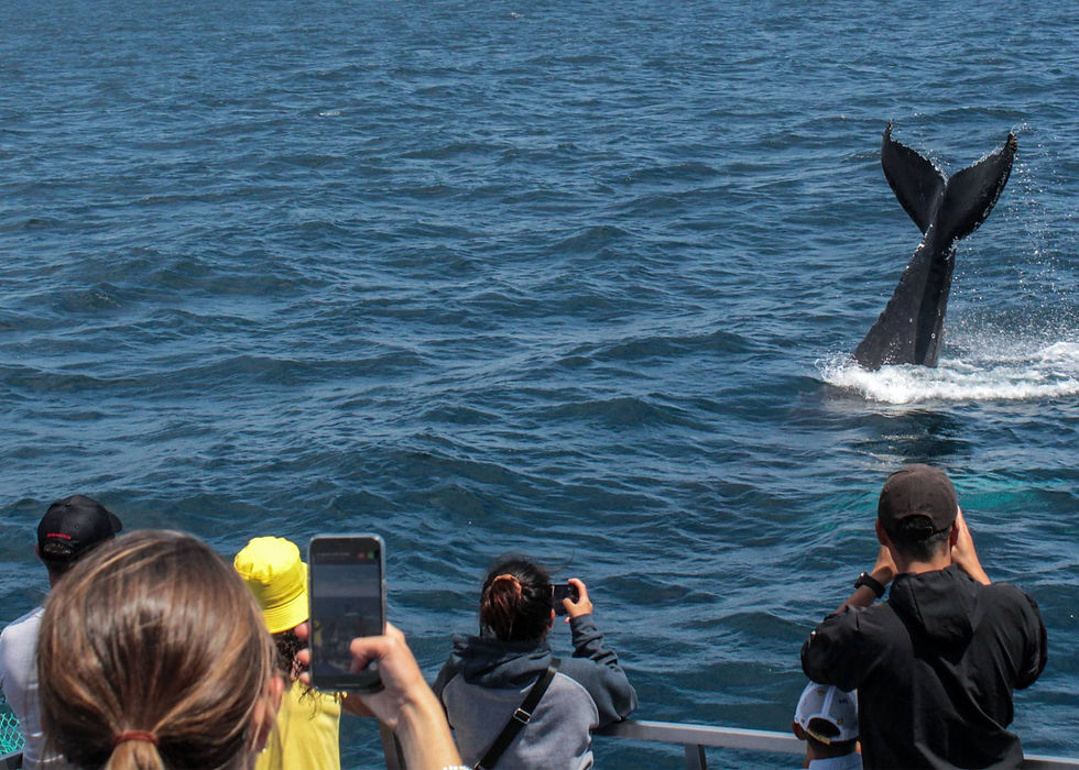 People on a boat tour capture photos of a humpback whale diving in close proximity to the boat.