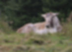 This woodland caribou, resting in an open field in its enclosure at Salmonier Nature Park has shed its antlers.