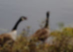 A Canada Goose with its tongue extended chases another along a water bank at Salmonier Nature Park.