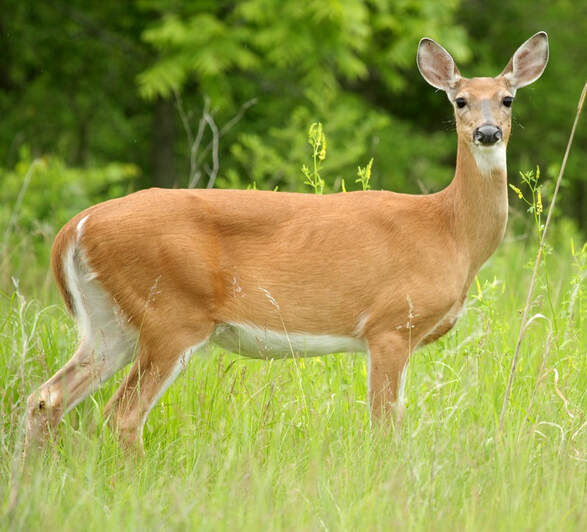 White-tailed deer in Snowshoe