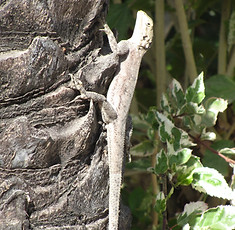 un beau lézard