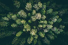 landscape-wood-forest-drone-photo-1209938-wallhere.com.jpg