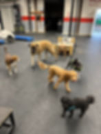 Kona, Zuzu, Archie and Bodie