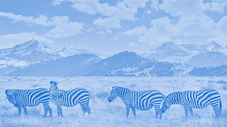 IC-Zebre-02.png