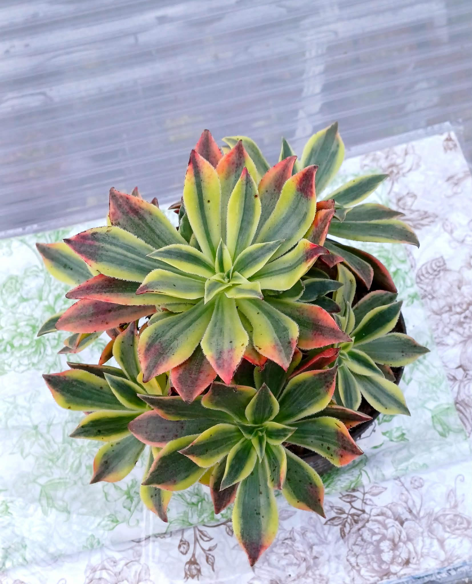Aeonium leucoblepharum red variegated