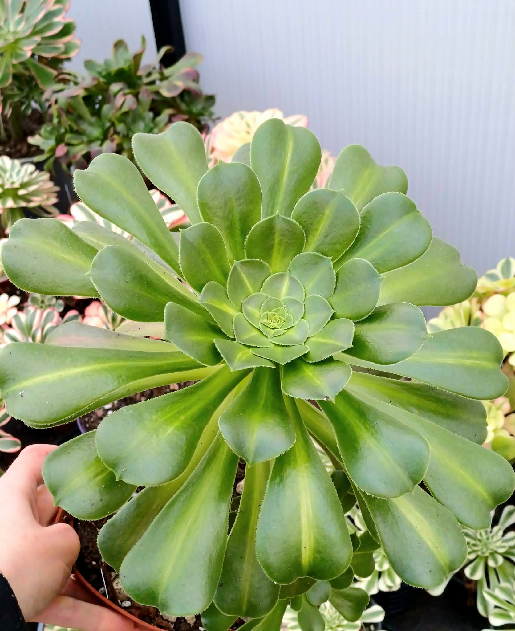 Aeonium Athena