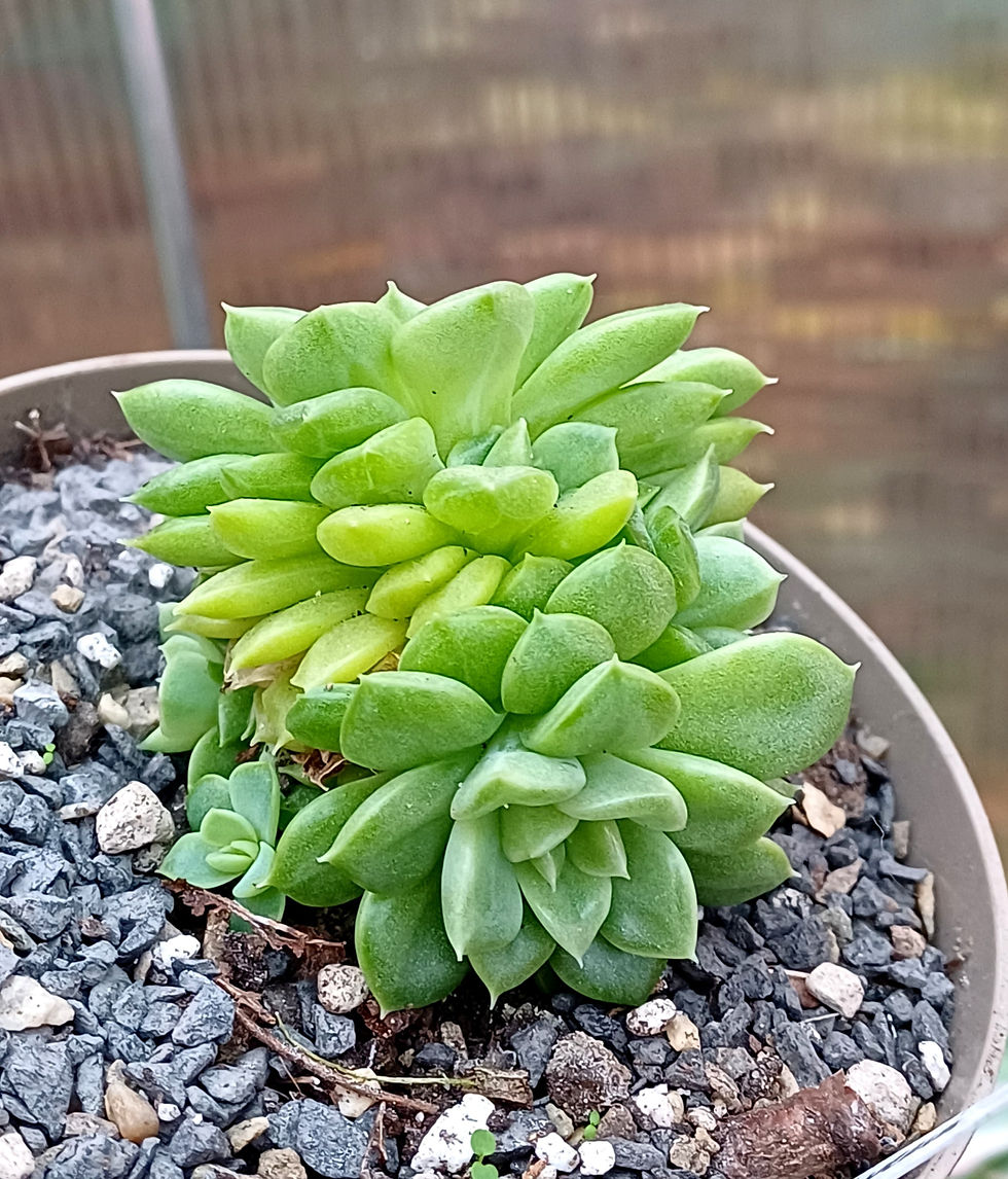 Echeveria malgan