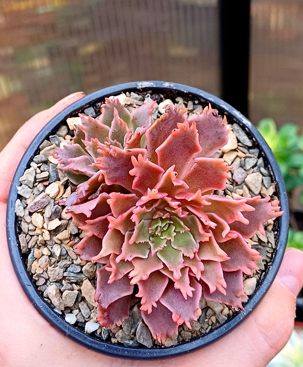 Echeveria sp.'Starfire'