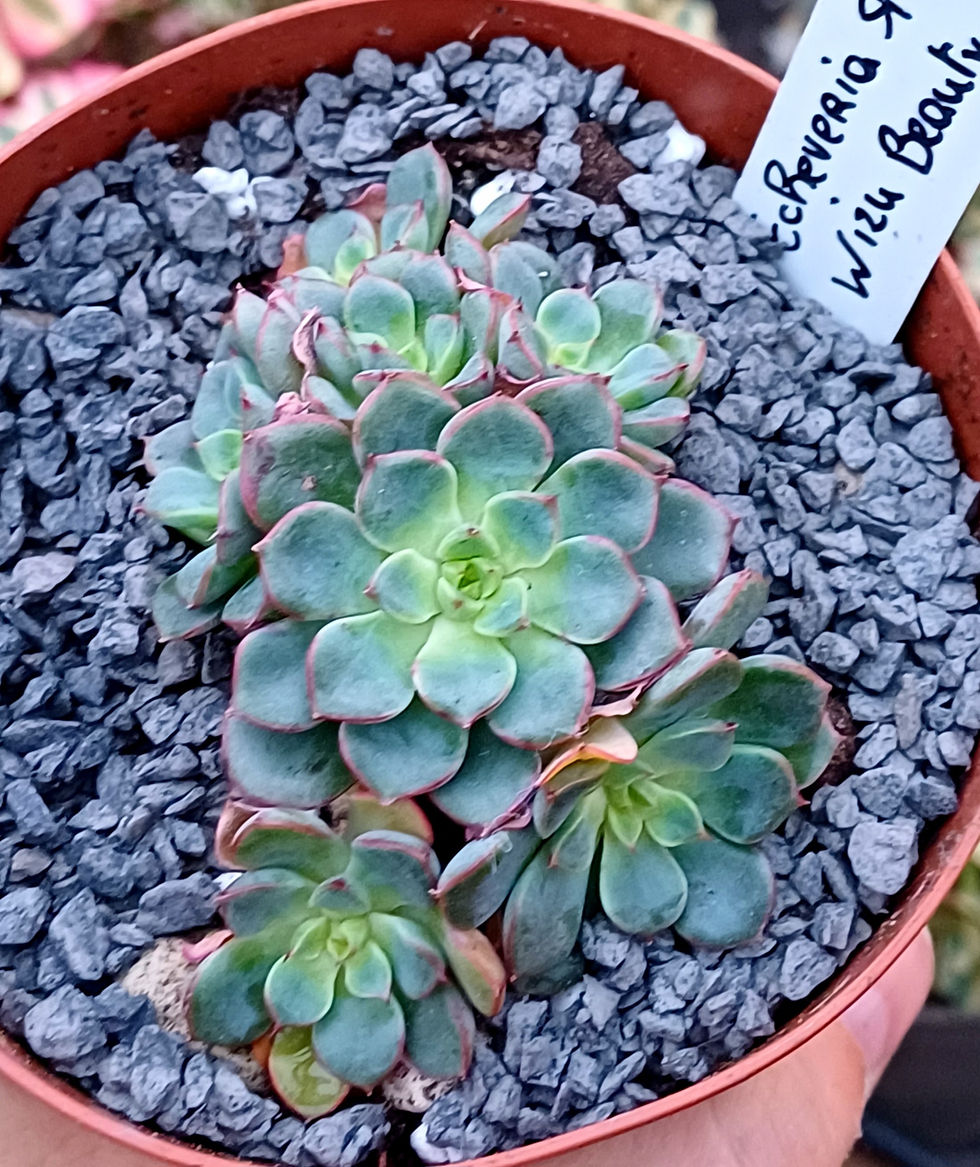 Echeveria wizu beauty