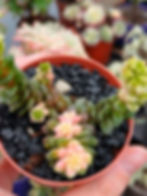 Cremnosedum little gem variegated