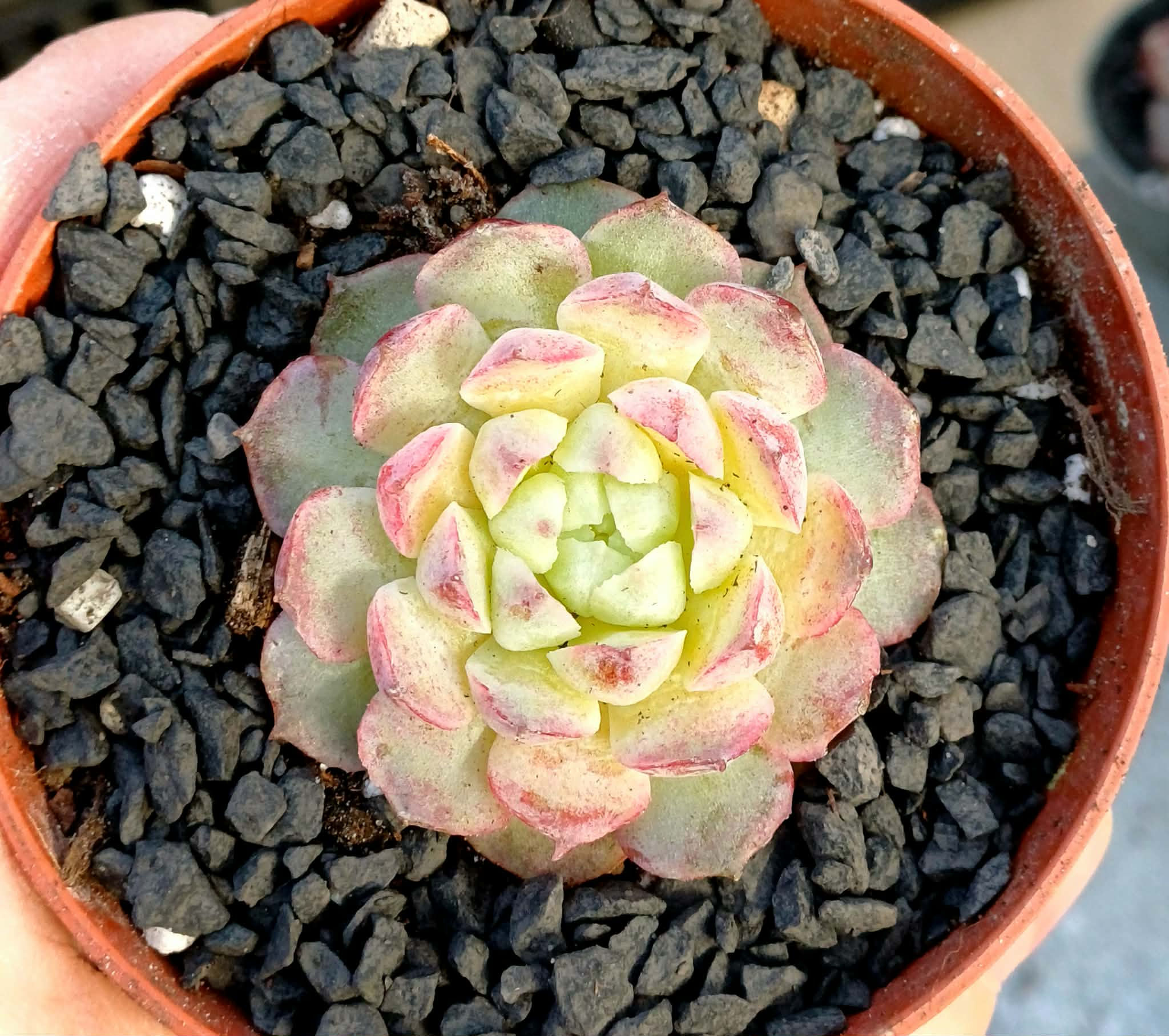 Echeveria sp.'Pinke edge'