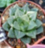 Haworthia sp.'Paradise  Flower'