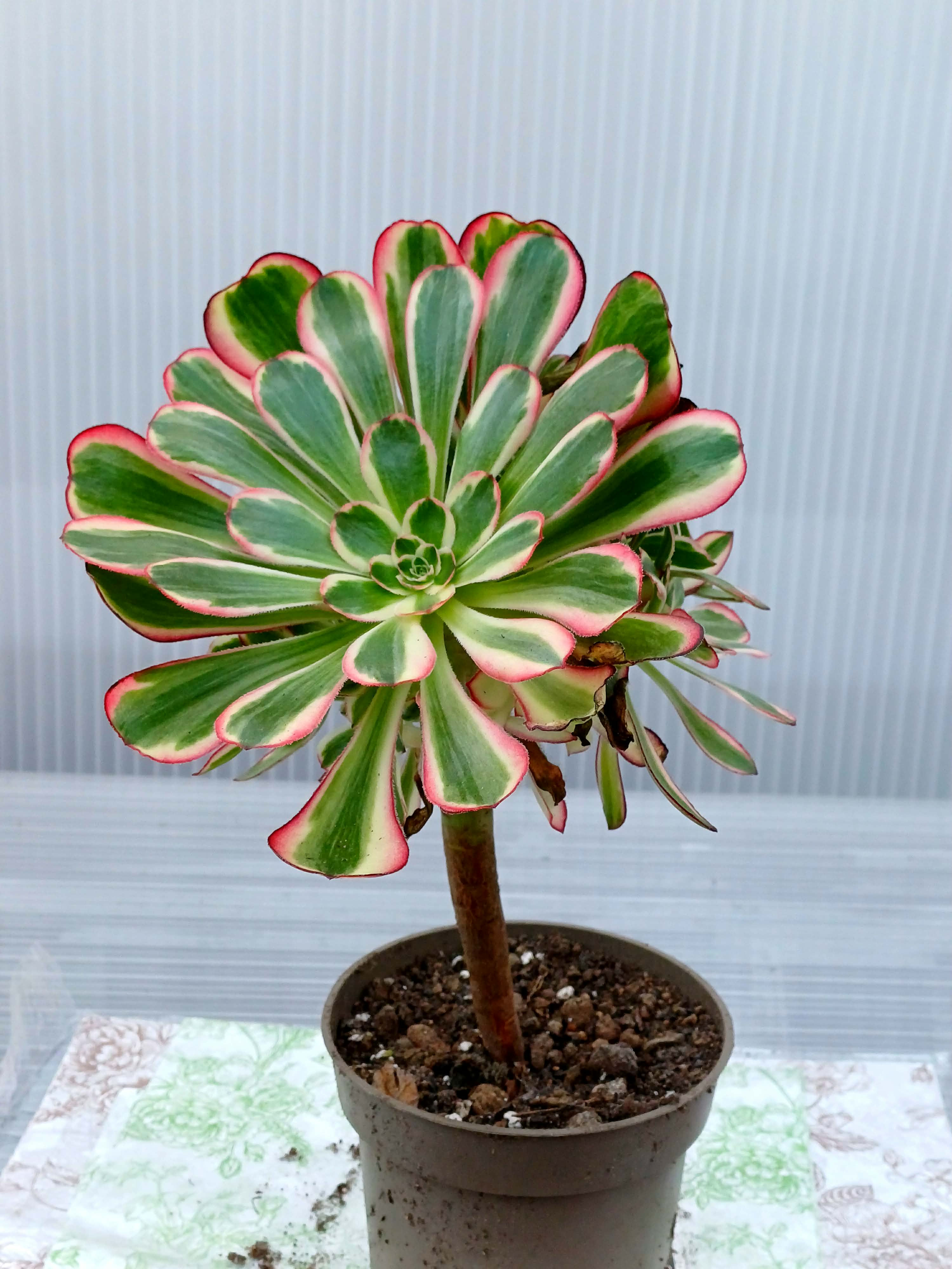 Aeonium lina