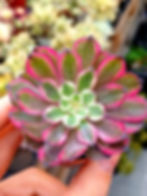 Aeonium purple glow variegated