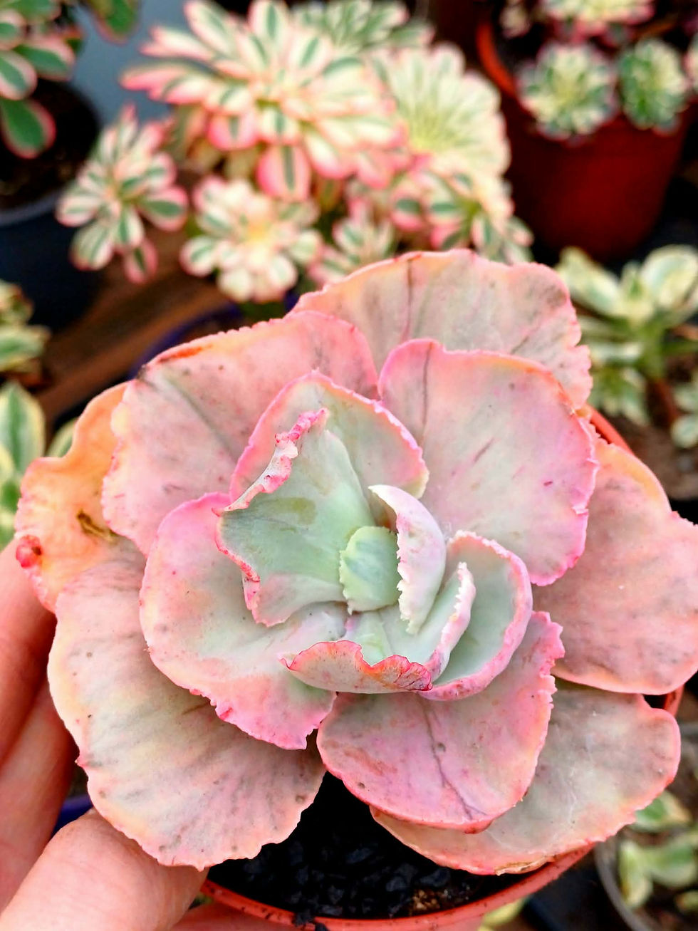 Echeveria rose fairy