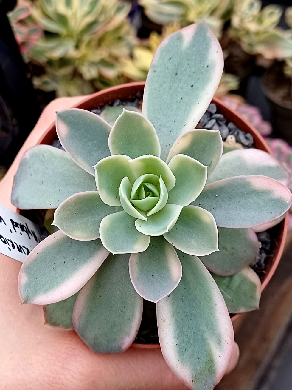Echeveria korean hybrid variegated
