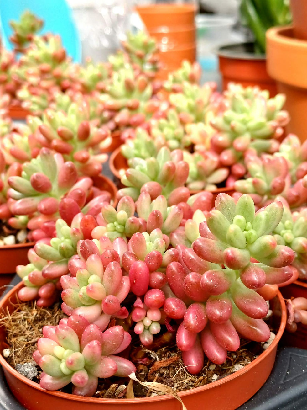 Sedum rubrotinctum rosea 