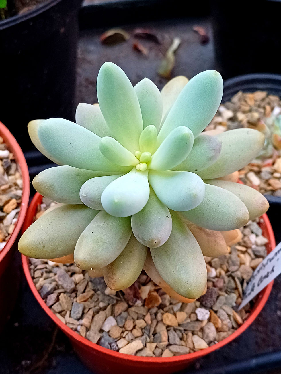 Pachyphytum pink lover