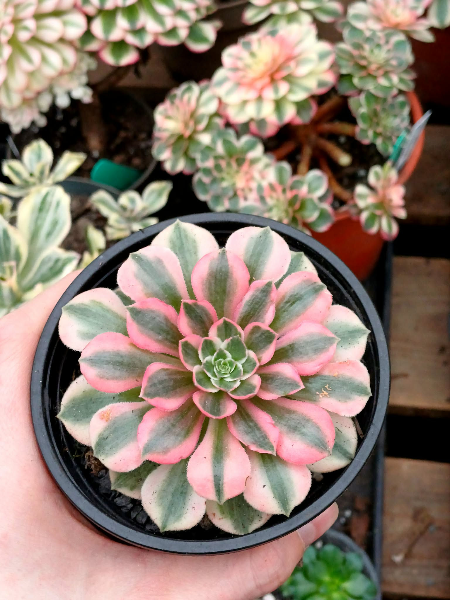 Aeonium Pink Blossom