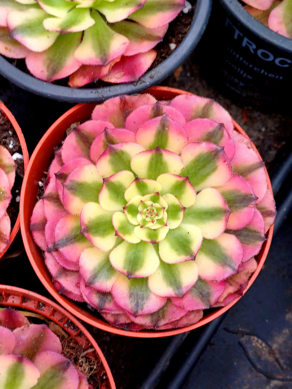Aeonium sp.'Pink Moonchan'