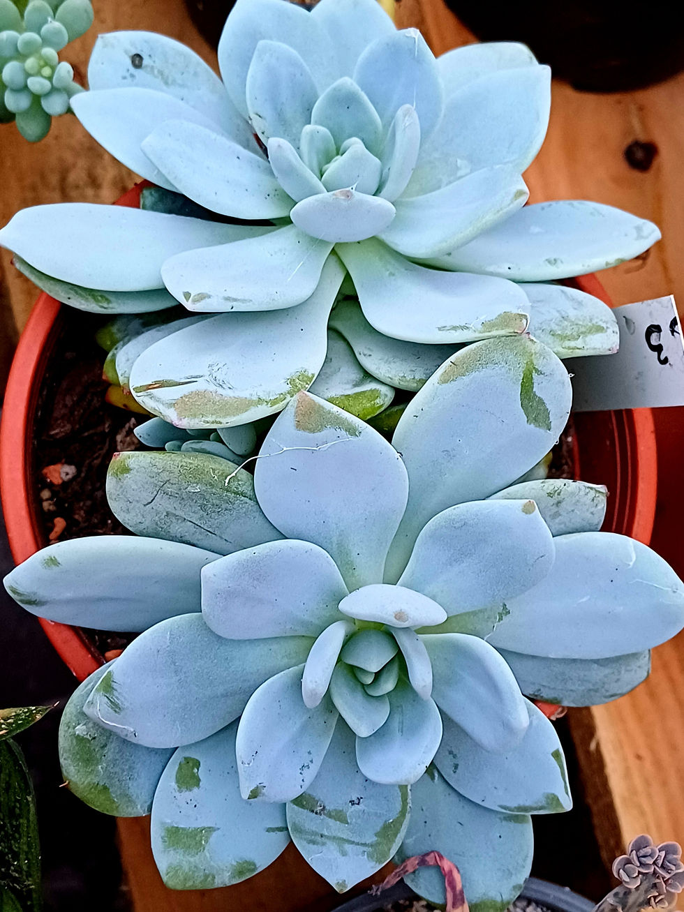 Echeveria monroe