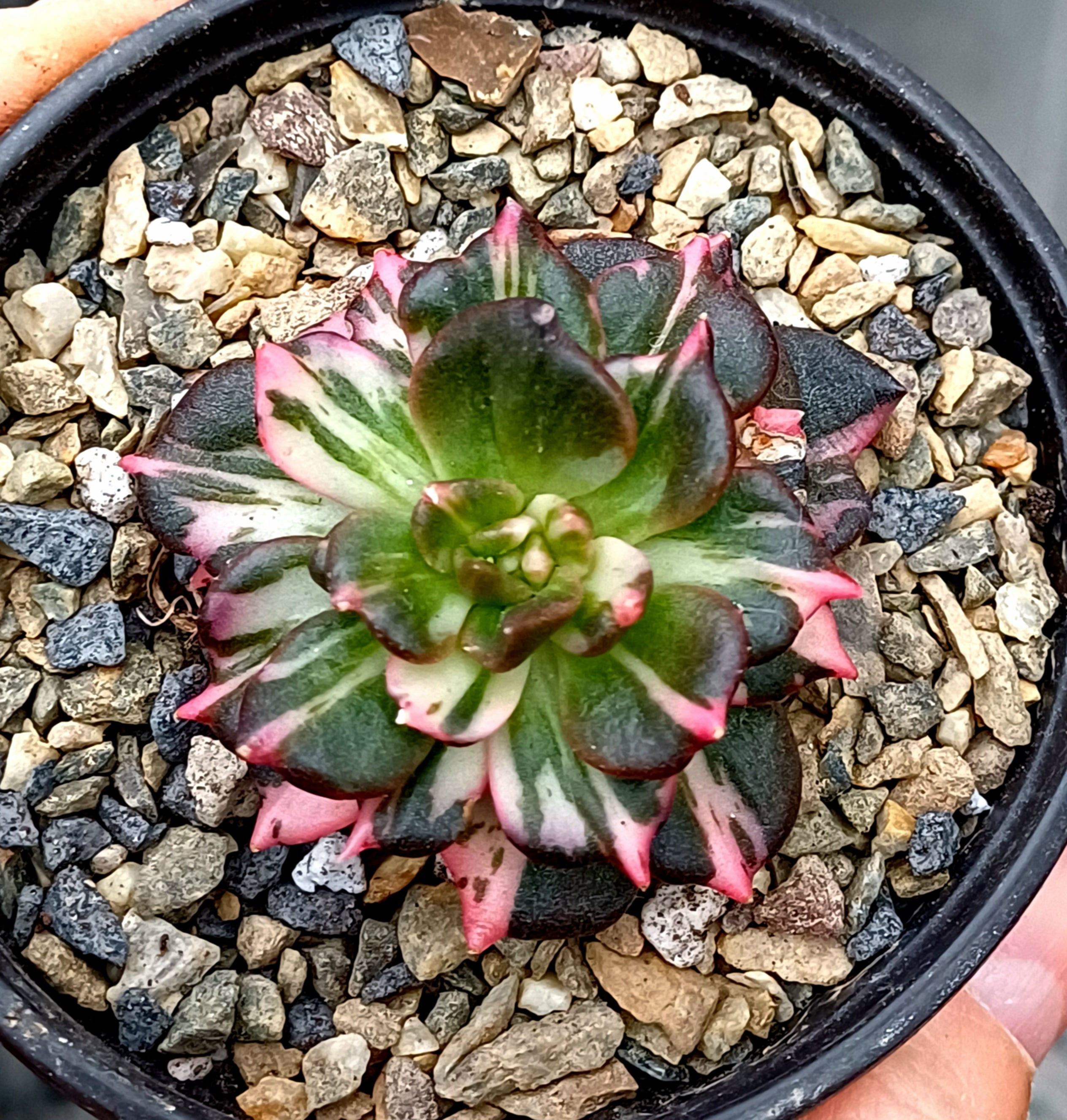 Echeveria black pink prince stripe