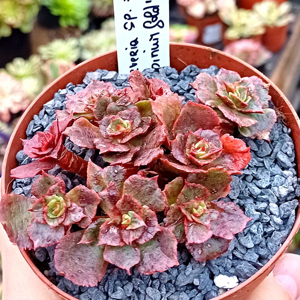 Echeveria opinum gold