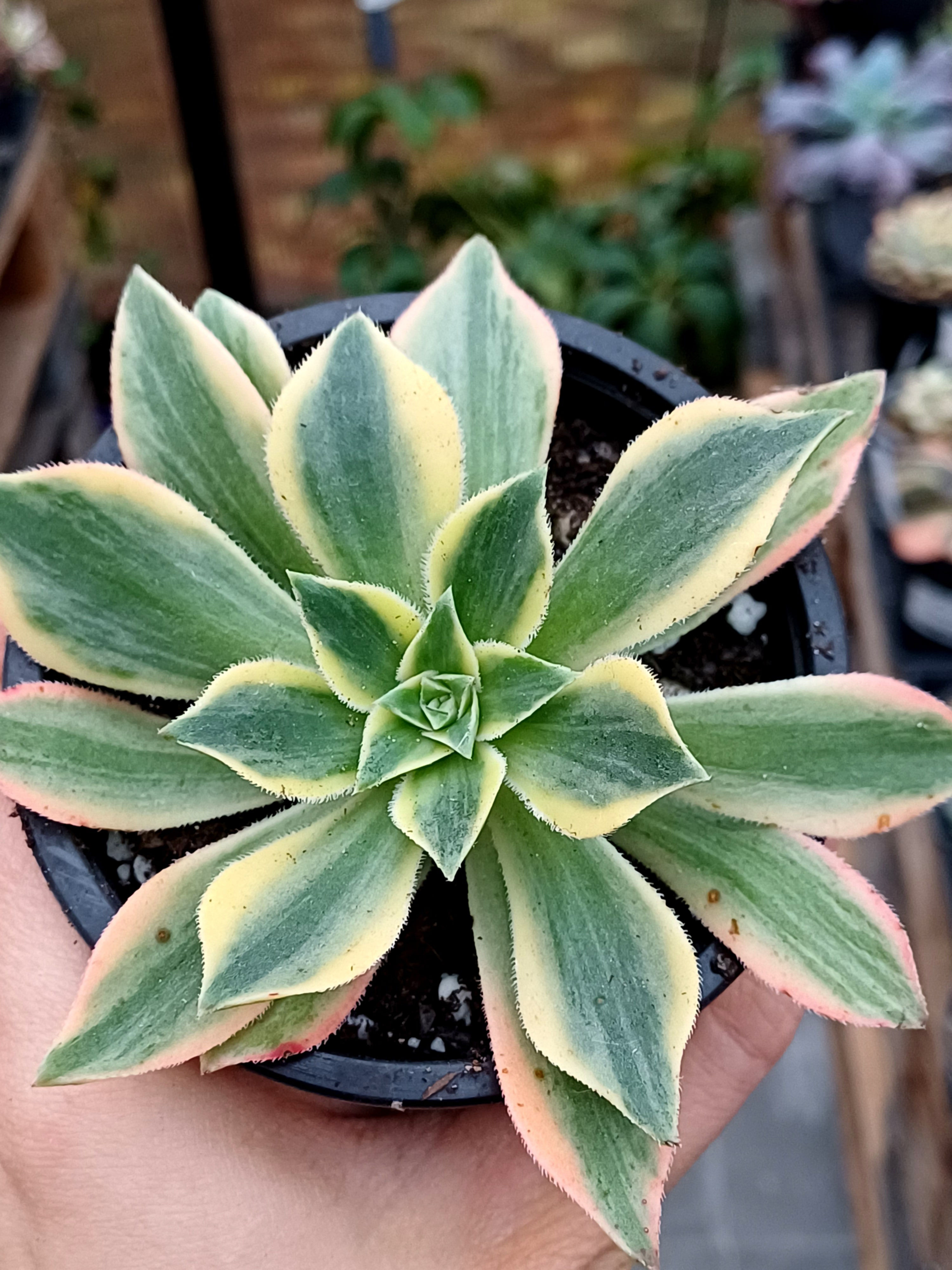 Aeonium leucoblepharum red variegated