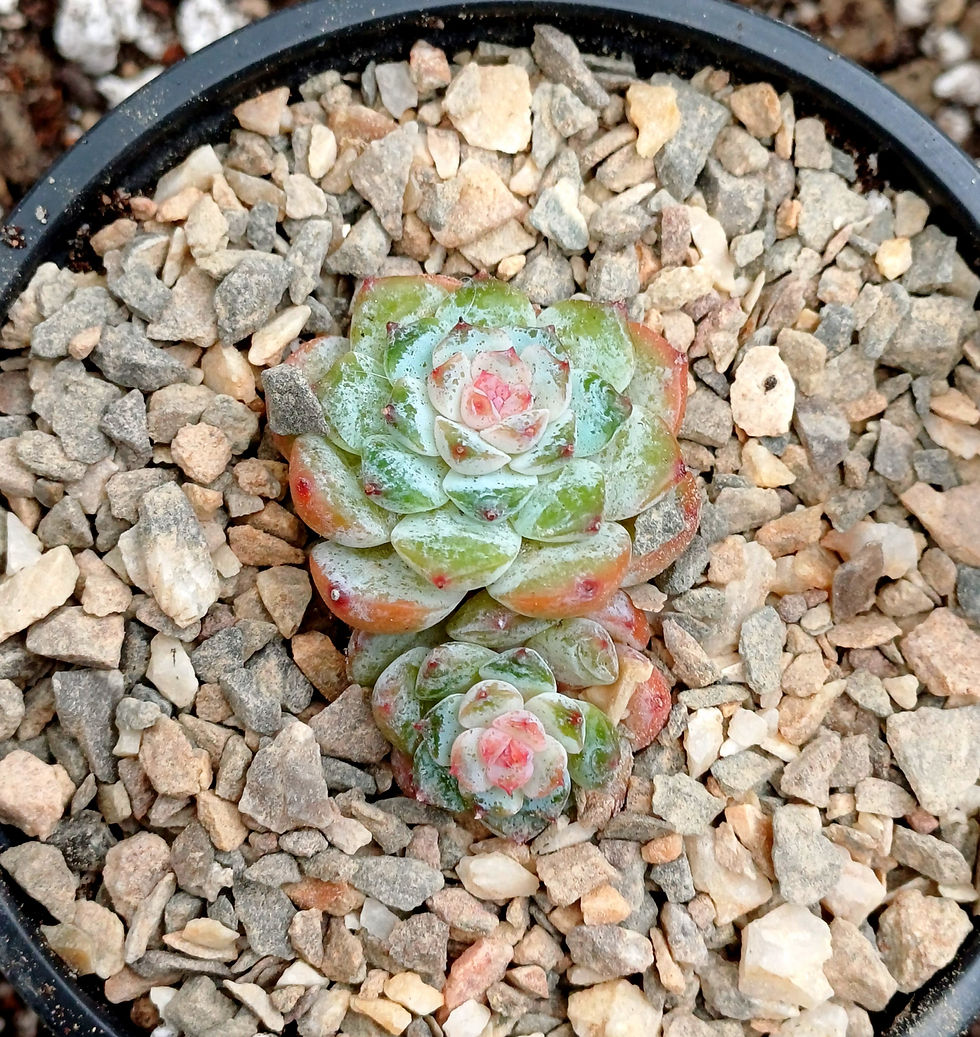 Echeveria pumpkin jelly