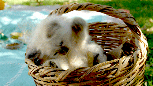 tumblr_mme750Y5Dh1rtpfpio1_r3_500.gif