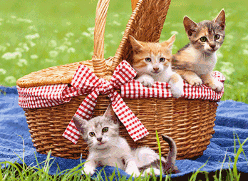 cd11902-kittens-in-picnic-basket-lenticular-birthday-card.gif