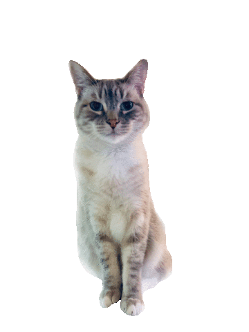 giphy.gif