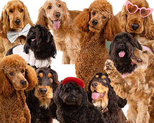 dogs.jpg