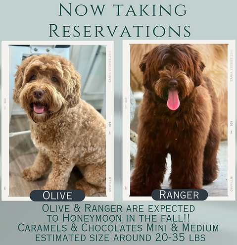 medium Chocolate and caramel Australian Labradoodle 