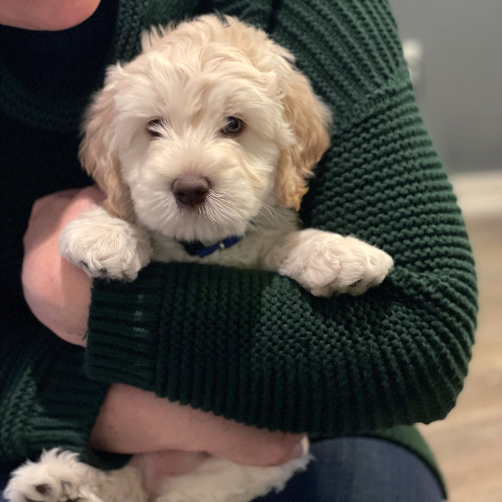 puppy dog eyes