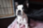 Image of Boston Terrier puppy sitting outside dog crate.