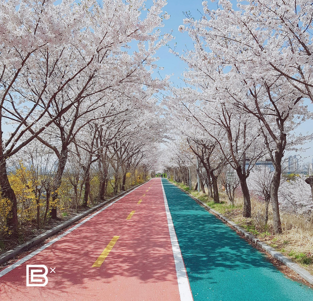 Brompton Tours South Korea Busan 4