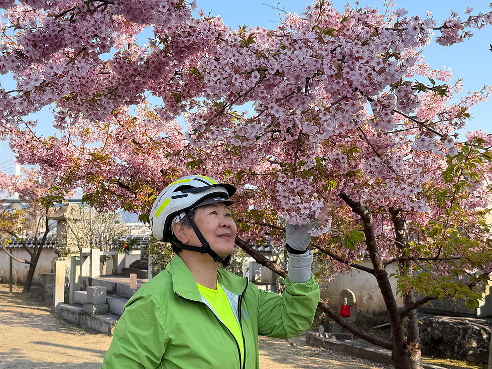 Shimanami Kaido Tour Participant enjoying the japan cherry blossoms