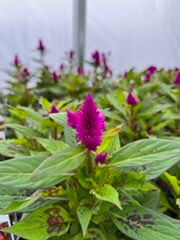 Geraniums, Begonias, Coleus, shade plants, hanging baskets and indoor houseplants