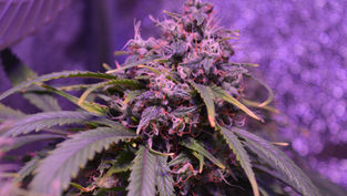 Officials Deadlocked on Pot and Workers’ Comp, DOJ Tells SCOTUS to Pass On Cases