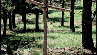 The Little Chapel in the Woods