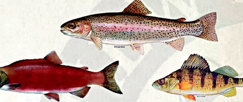 Fisheries Meeting Synopsis