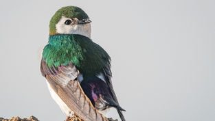 Bird Is The Word: Summer Migration Begins