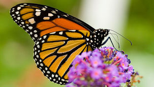 It’s Official: Monarch Butterflies are Back on the Endangered Species List