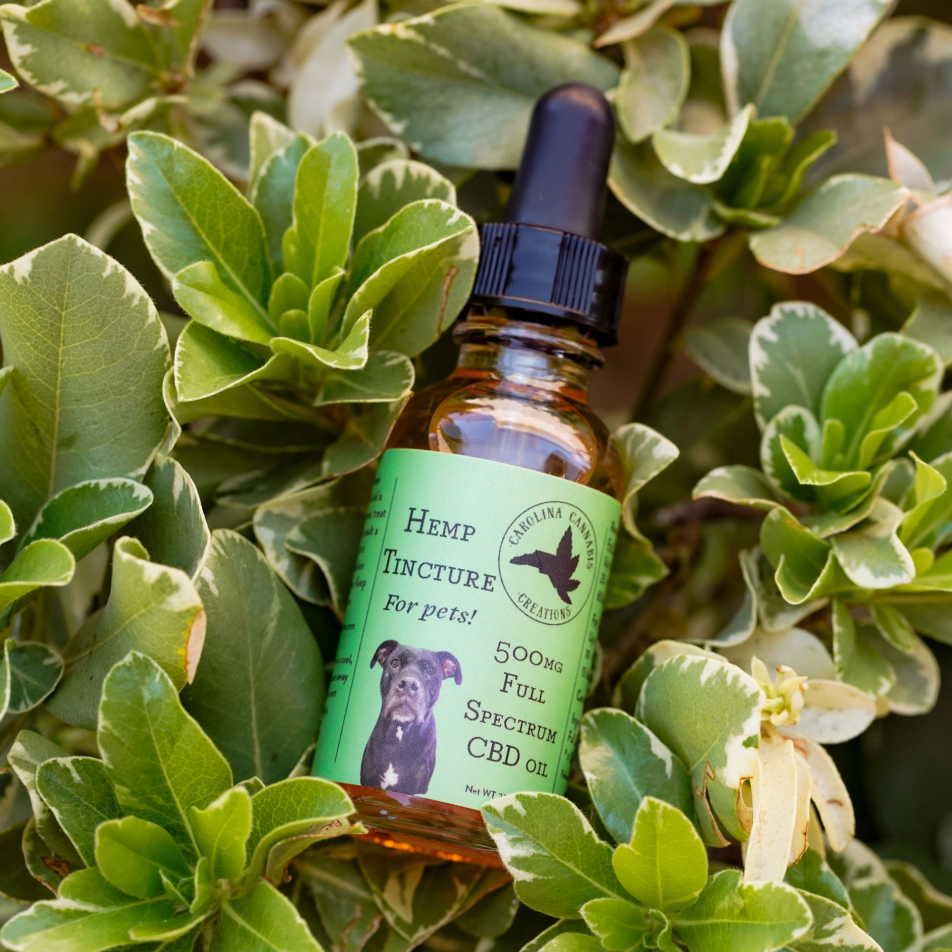 Pet CBD Oil Full Spectrum Tincture Carolina Cannabis Creations