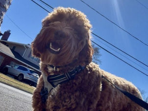 Presley the Australian Labradoodle enjoying a midday dog walk in Matawan, NJ.