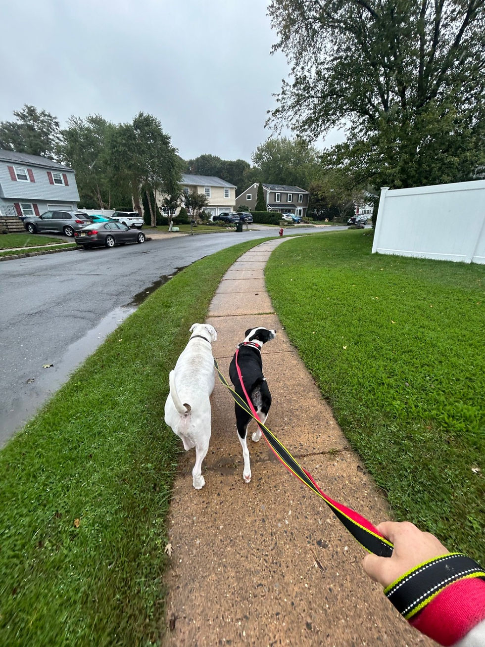 Two mixed-breed dogs walking in Hazlet, NJ with their Dog Days NJ dog walker.