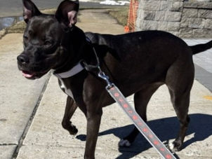 Mazey the pit bull enjoying a midday dog walk in Hazlet, NJ with a Dog Days NJ dog walker.